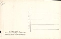 CPA Poisson Poissons Salammbo Bassin des vieilles labres et crenilabers