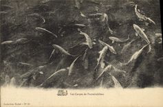CPA Poisson Poissons Les carpes de Fontainebleau