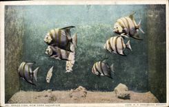CPA Poisson Poissons Spade Fish New York Aquarium 