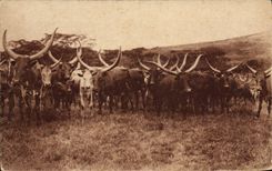 CPA Vaches Vache Colonies allemandes Batuffi Bahima 
