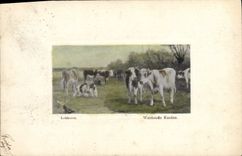 CPA Vaches Vache Lokhorst Weidende Koeien
