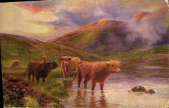 CPA Vaches Vache Highland cattle 