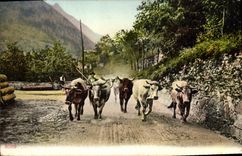 CPA Vache Vaches