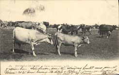 CPA Vaches Vache Environs de Vichy Vaches au paturage