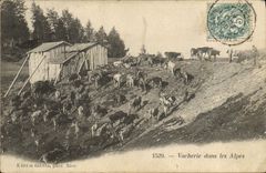 CPA Vache Vaches Vacherie dans les Alpes Vache Vaches