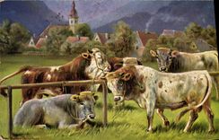 CPA Vache Vaches 