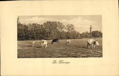 CPA Vache Vaches Au paturage
