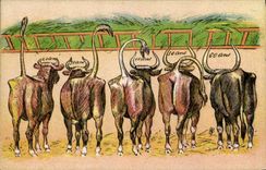 CPA Vache Vaches 