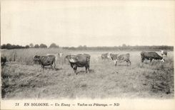 CPA Vache Vaches En Sologne Un etang Vaches au paturage