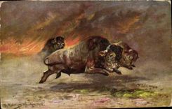 CPA Bison