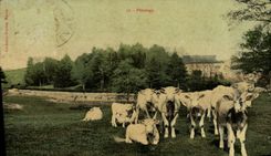 CPA Vache Vaches Paturage