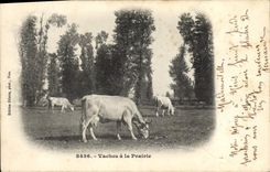 CPA Vache Vaches de la prairie