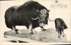 CPA Nimes Museum d'histoire Naurelle Boeuf Musque et son veau