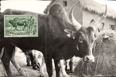 CPA Vache Vaches Boeuf Cameroun