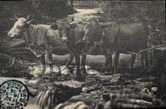 CPA Vache Vaches 