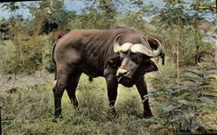 VINTAGE POSTCARD Fauna African black Buffalo of the Cape