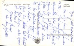 VINTAGE POSTCARD Fauna African black Buffalo of the Cape