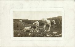 CPA Vache Vaches 