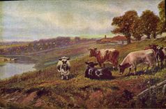 CPA Vache Vaches 