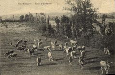 CPA Vache Vaches Une vacherie 