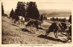 CPA Vache Vaches Franche Comte Les paturages