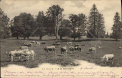 CPA Vache Vaches A la montagne