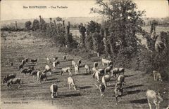 CPA Vache Vaches Une vacherie