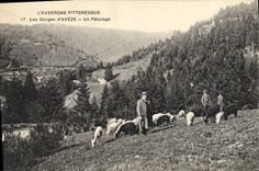 CPA Vache Vaches Les gorges d'Aveze Un paturage