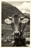 CPA Vache