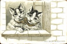 CPA Chat Chaton Chats Au Bon Marche Maison Boucicaut 