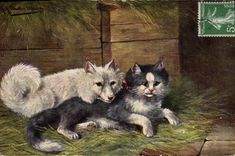 CPA Chat Chaton Chats Chien