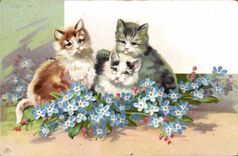 CPA Chat Chaton Chats 