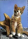 CPM Chat Chaton Chats 