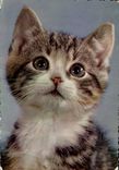 CPM Chat Chaton Chats 