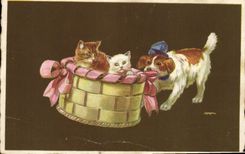 CPA Chat Chaton Chats Chine
