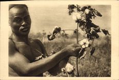 CPA Afrique Equatoriale Francaise La cueillette du cotton 