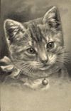 CPA Chat Chats Chaton 
