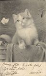 VINTAGE POSTCARD Cat Cats Kitten Butterfly