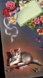 CPA Chat Chats Chaton 