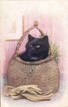 CPA Chat Chats Chaton 