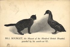 VINTAGE POSTCARD Cat Cats Kitten Duck Bill Le Bourget The mascot off the Hertford British Hospital Hospital
