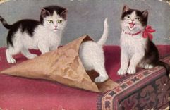 CPA Chat Chats Chaton 