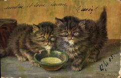 CPA Chat Chats Chaton Stacks