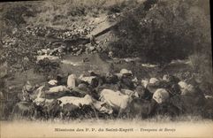 VINTAGE POSTCARD Missions of PP of the Saint Herd Spirit of Oxen