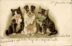 CPA Chat Chats Chaton 