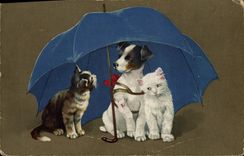 CPA Chat Chats Chaton Chien 