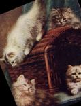 CPA Chat Chats Chaton 