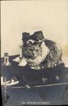 CPA Chat Chats Chaton En convalescence 