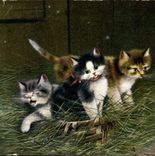 CPA Chat Chats Chaton 