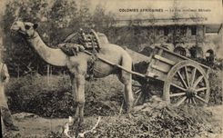 CPA Colonies africaines Le bon serviteur Africain 